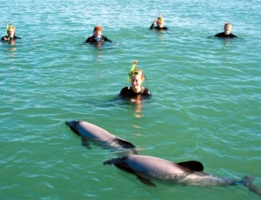 Swimming with Hectors Dolphins in Akaroa Harbour